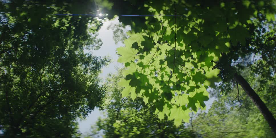 The sun shines through green trees in the forest
