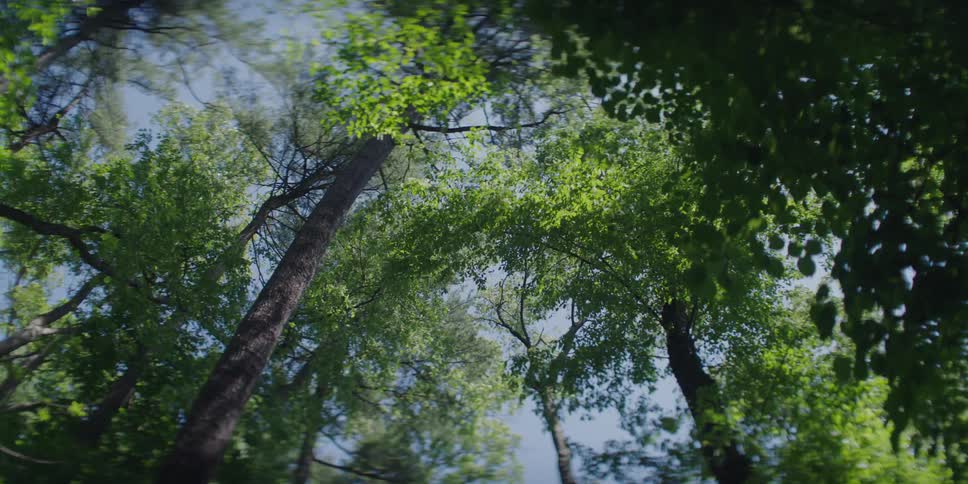 A forest with large trees and green leaves in contrast to a blue sky