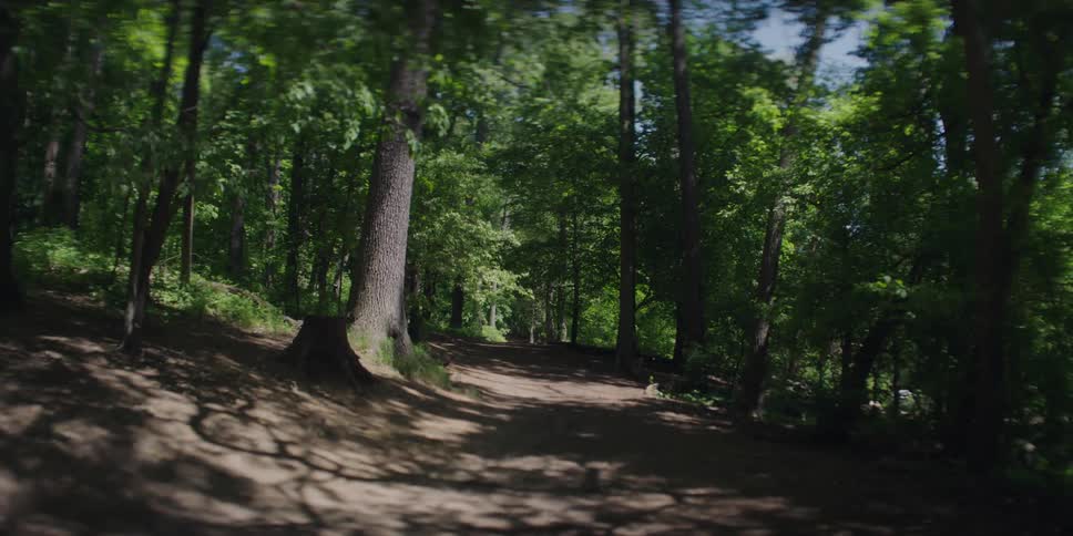 A dirt road winds through a lush green forest