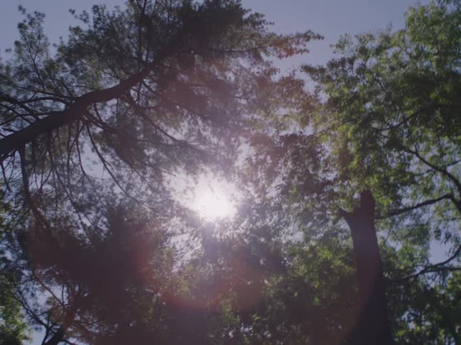 The sun shines through a canopy of trees
