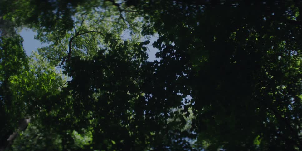 Green of tree branches contrasts with blue sky