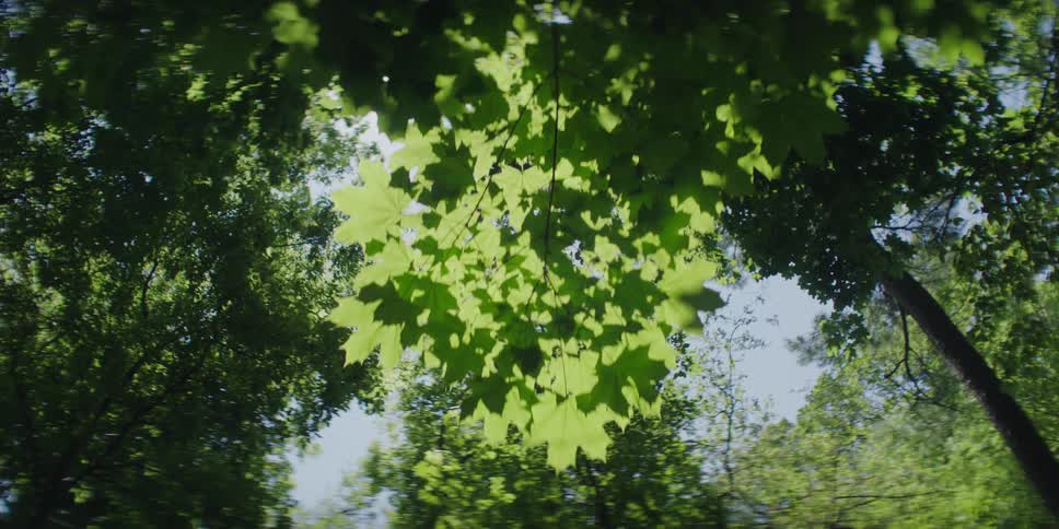 The sun filters through the green leaves in the forest casting a warm glow on the surroundings