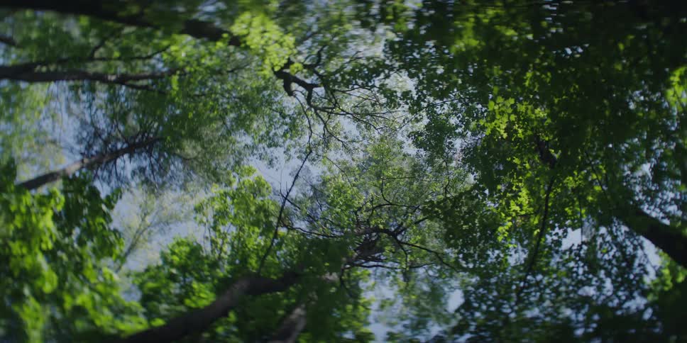 Sun glares through tall forest trees