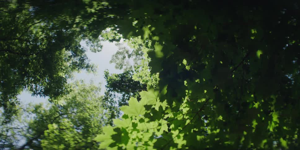 Sunlight filters through the leaves of trees