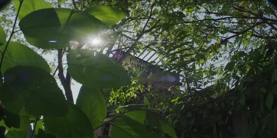 Leafs are blown by the wind and sunlight shines through a canopy of tree branches