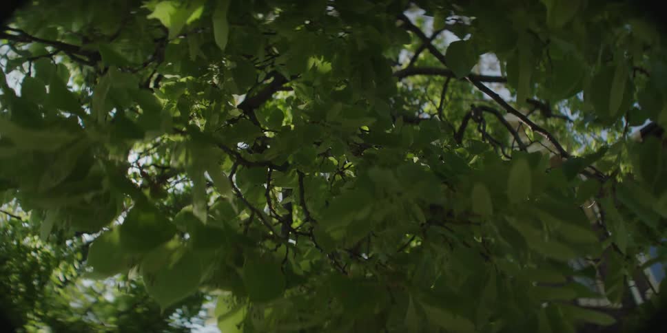 A closeup of green leaves with sunlight shining through