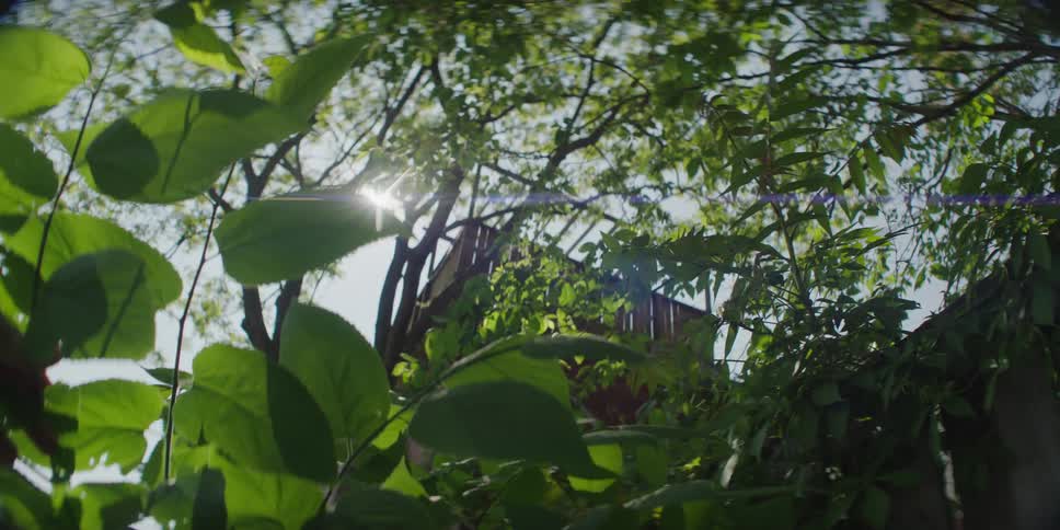 A wooden tree house sits in a tall tree on a sunny summer day