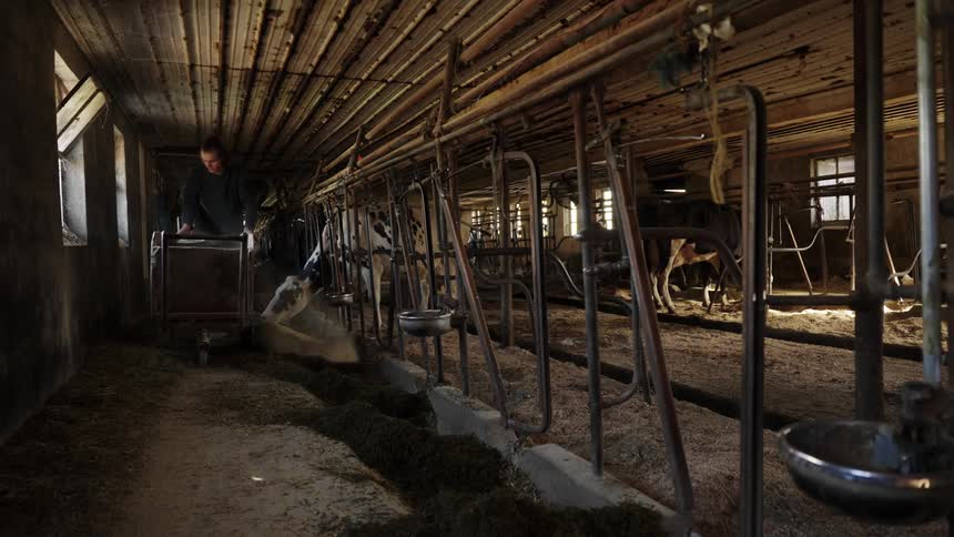 A person tends to cows in a barn