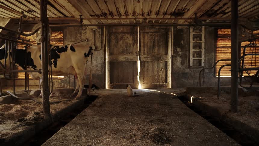A cat enters the barn and walks past the cow