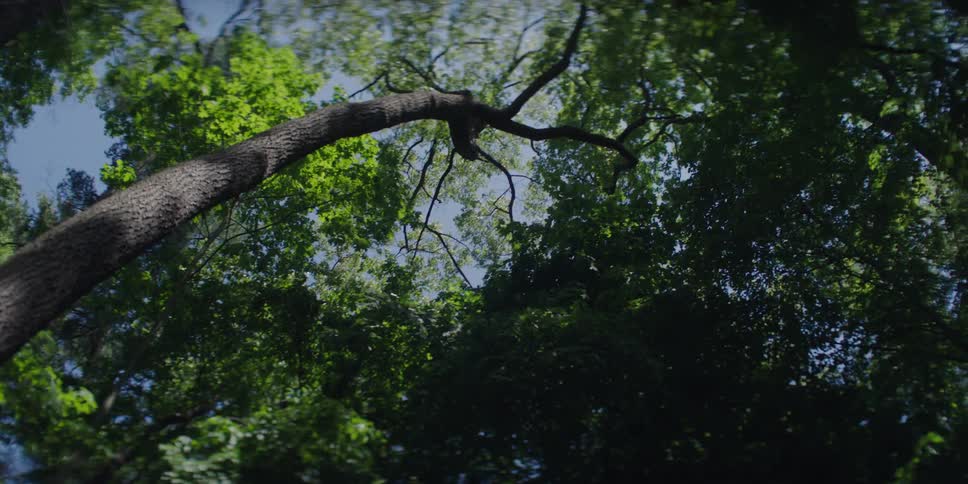 Trees in a forest during summer