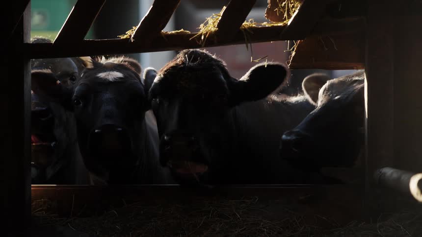 Cows feeding on hay in a barn with sunlight filtering through