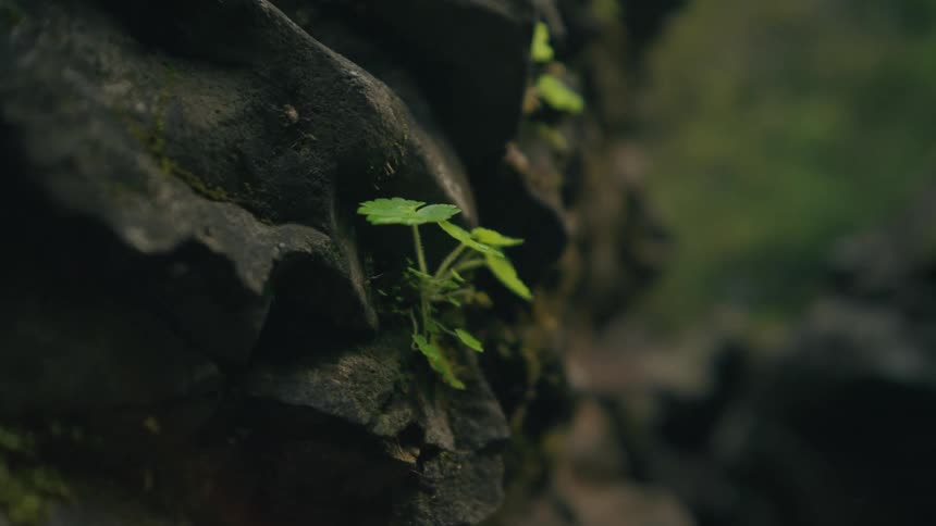 A small plant shoot grows out of a rock