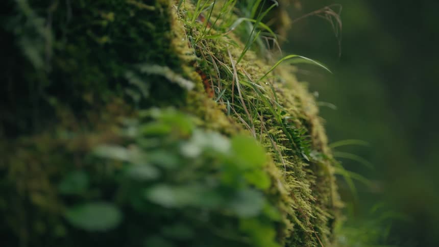 A closeup of moss and grass growing on a surface