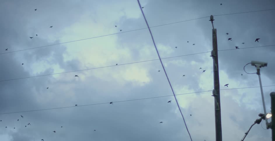 A large flock of birds flying over utility poles and wires in the city