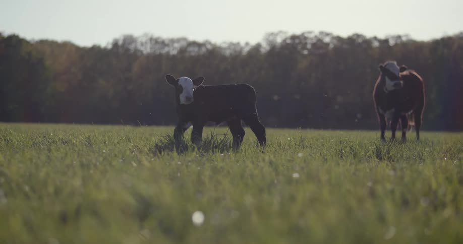 The cow is walking along the grass