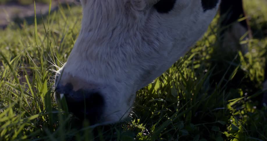 A cow grazes in a field