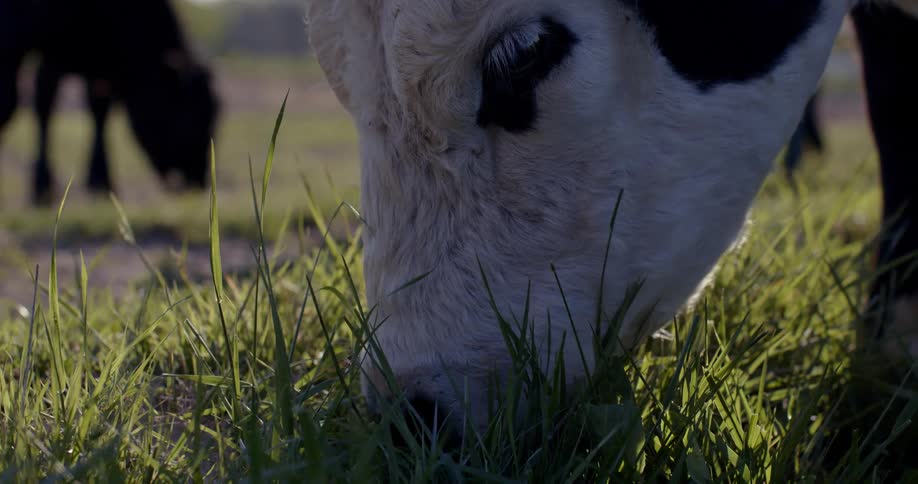 The cow is grazing on grass