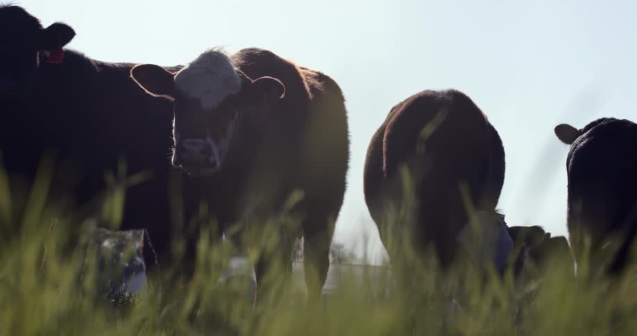 A group of cows grazing on green grass on a field