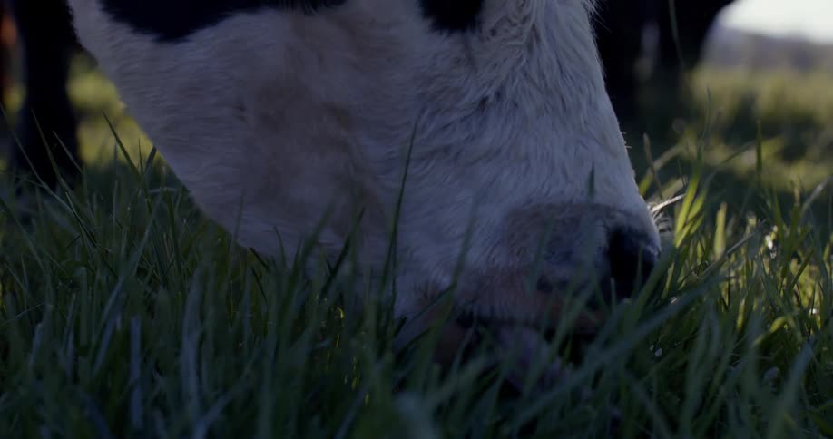 A cow is eating grass