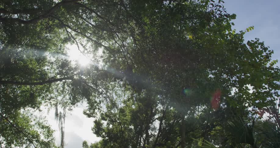 A scene in a forest with sunlight filtering through the trees
