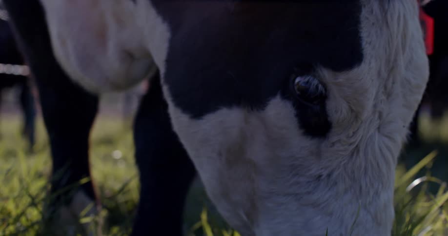 Close up of a black and white cow grazing on a lawn