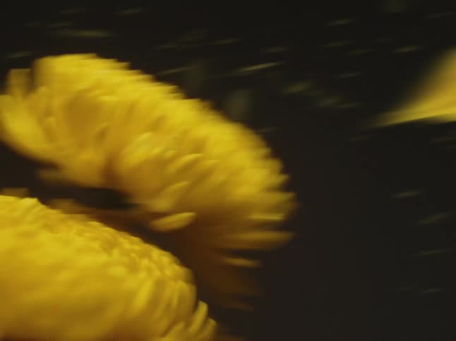 The bouquet of flowers spin so fast the petals are flying off