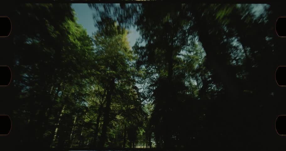 A forest gives way to a grassy plain on a road