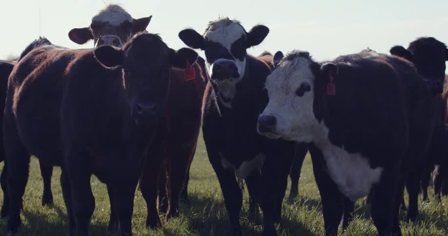 Several black and white cows are looking forward and they are all on a green lawn and wagging their tails