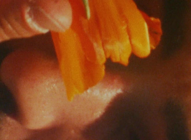 A bearded man smells a red flower