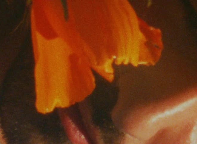 Extreme closeup on the face of a man with a beard and an orange flower on his face