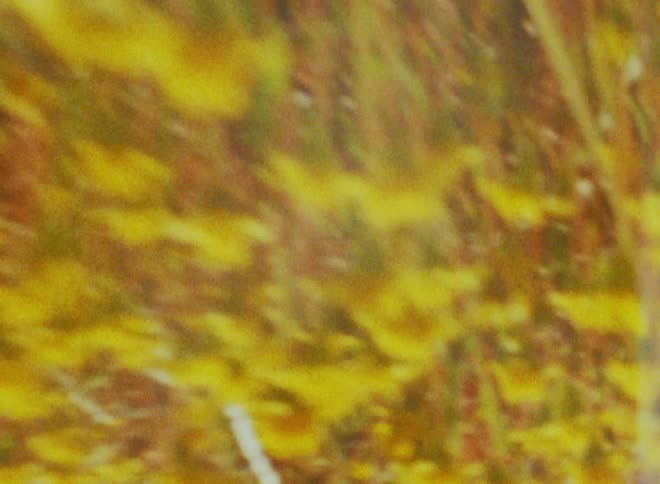 A man is standing in the yellow flowers