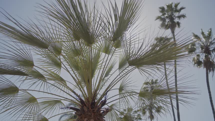 Palm tree fronds sway in the breeze occasionally obscuring the bright sun