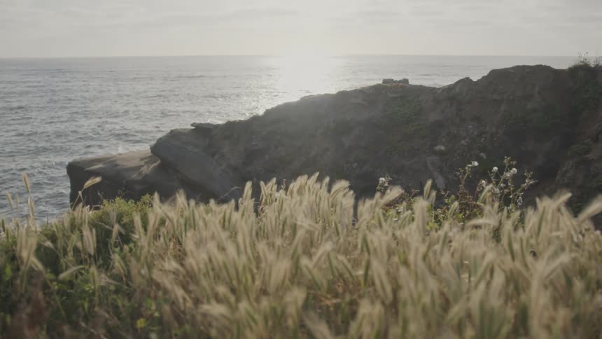 Coastal landscape with seaside plants