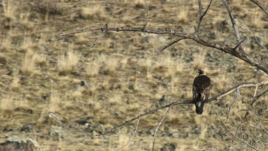 A Golden Eagle sits on a tree branch