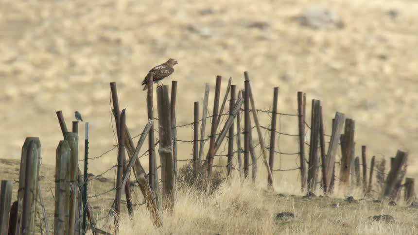 A hawk perched on a fence suddenly takes flight
