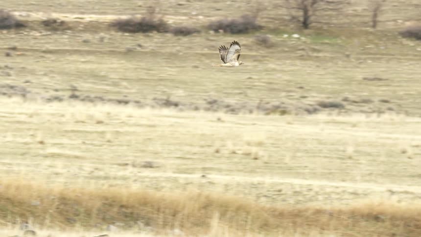Hawk flying over a field with dry grass