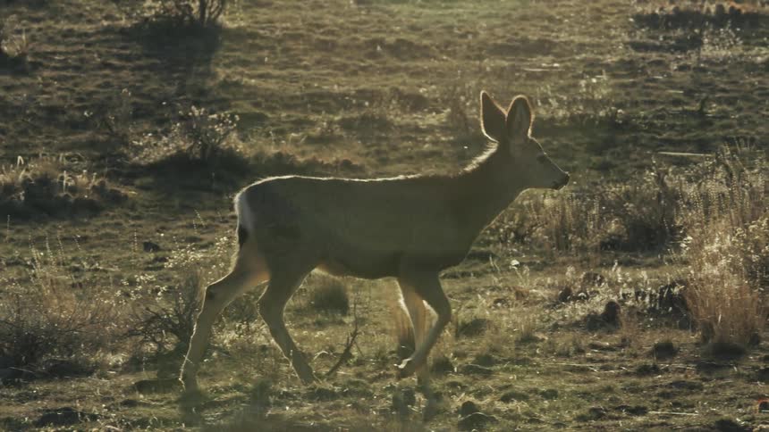 Two deer on a grassy plain