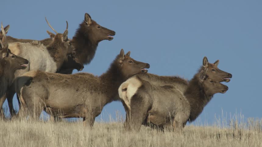 A herd of elk standing on a grassy plain