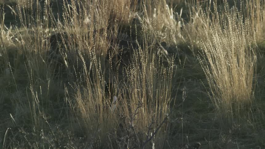 A magpie walking through the grass and bushes during the day