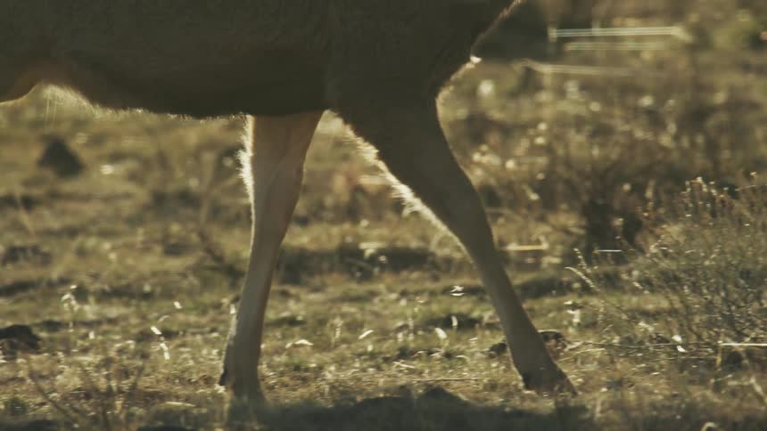 A deer walking at sunset