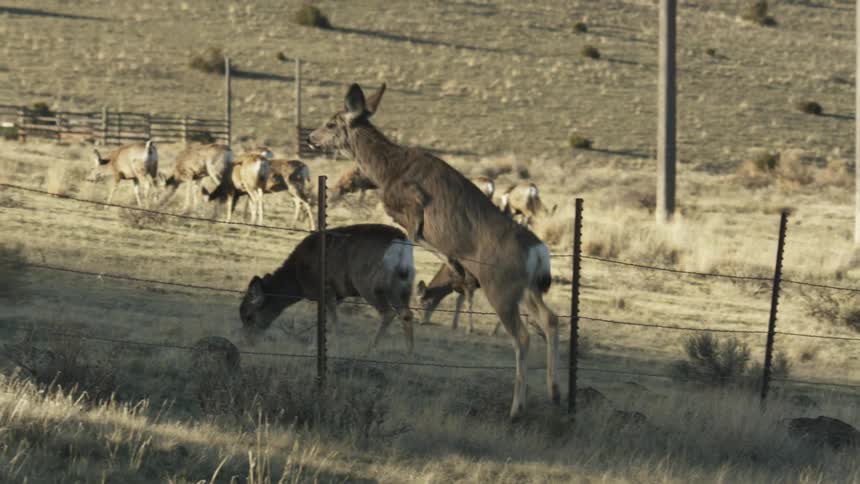 Deer in a field jumping a fence