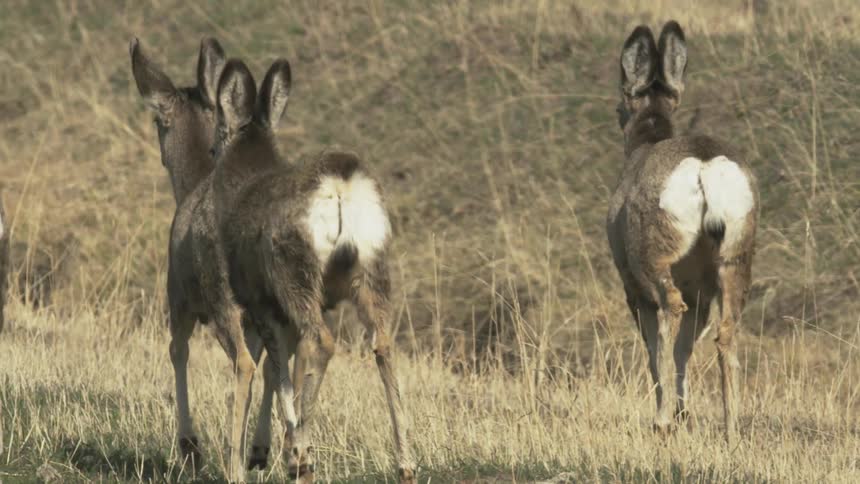 Deer trotting away