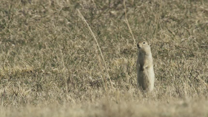 Ground Squirrel standing and chirping while standing in a dry field