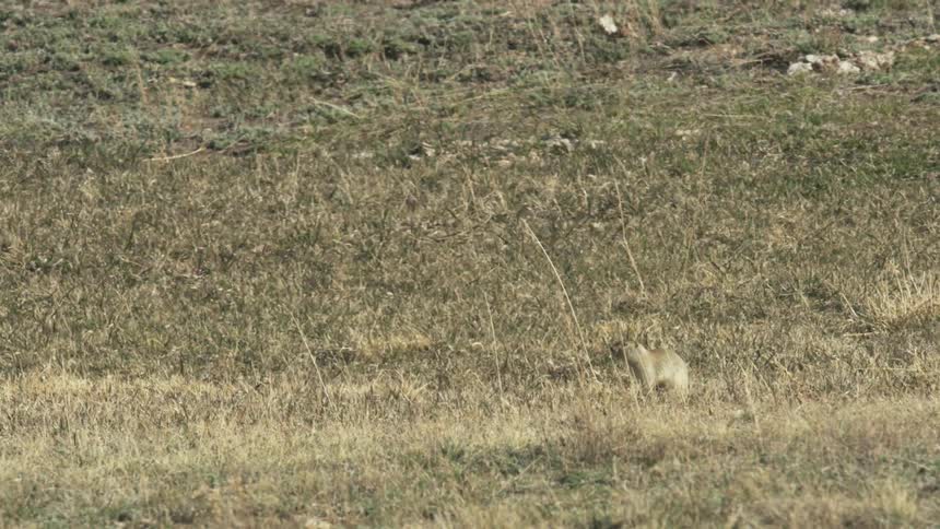 Squirrel in the middle of a field with dry grass standing and wagging its tail