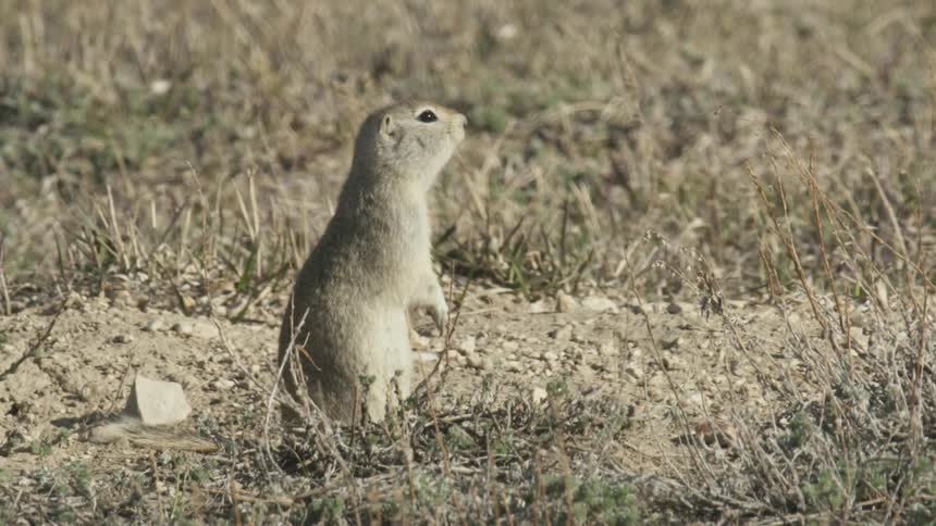 A ground squirrel wagging its tail