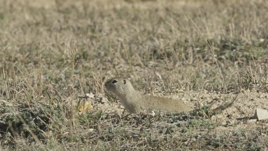 A Ground squirrel running away