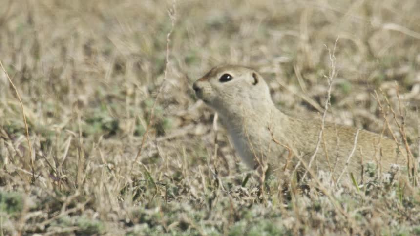 A ground squirrel foraging for food