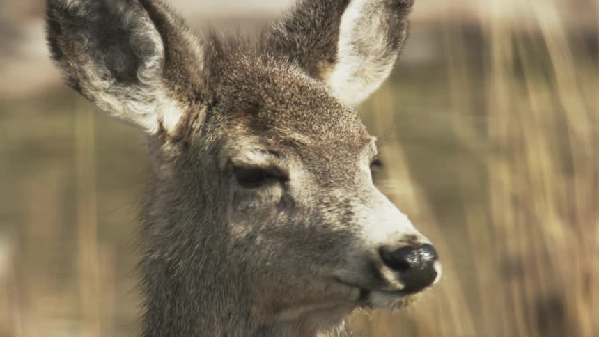 Closeup of a deer's face in an outdoor environment