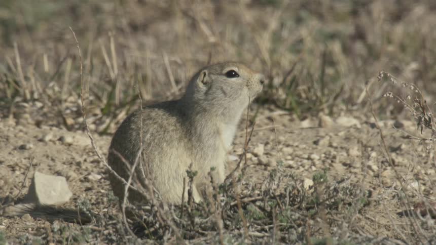 Ground squirrel
