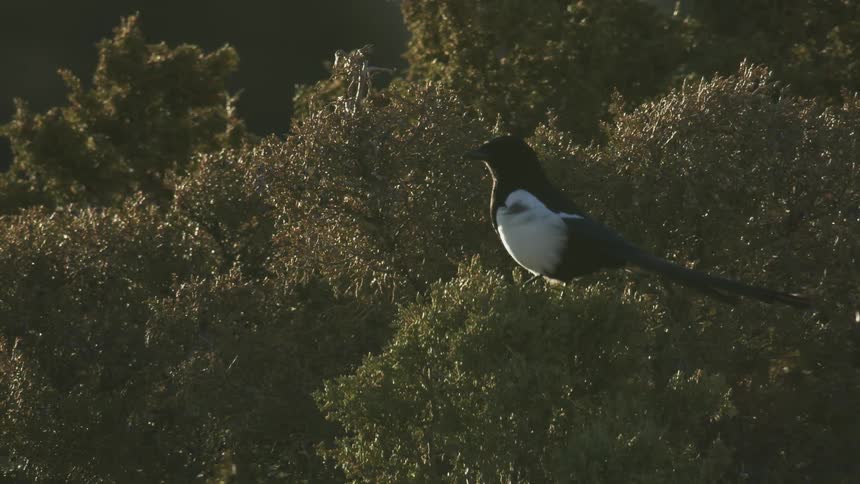 A magpie flies off of a juniper tree